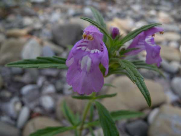 Galeopsis angustifolia